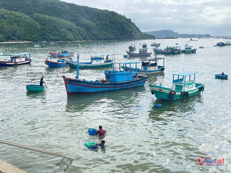 W-Thu hoạch tôm hùm chạy bão 2.jpg