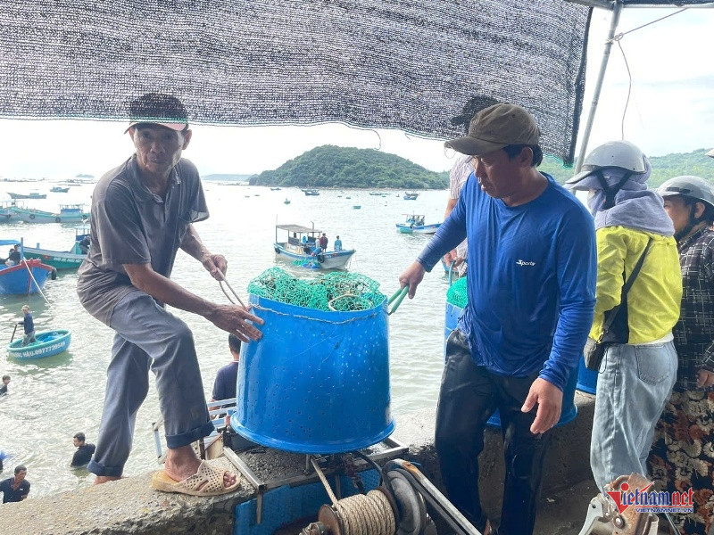 W-Thu hoạch tôm hùm chạy bão 4.jpg