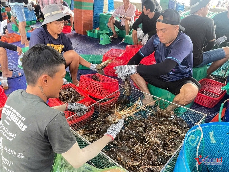 W-Thu hoạch tôm hùm chạy bão 5.jpg