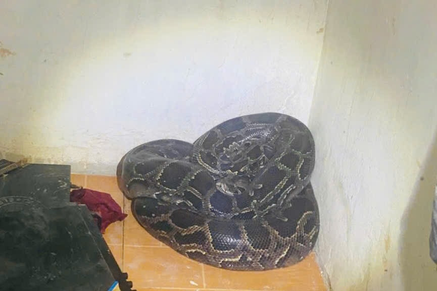Hốt hoảng phát hiện trăn đất nặng hơn 30kg cuộn tròn trong góc nhà