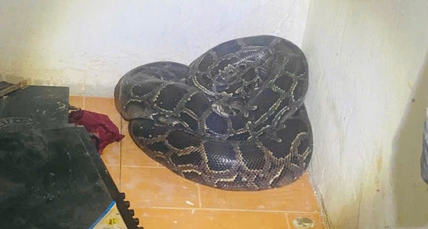 Hốt hoảng phát hiện trăn đất nặng hơn 30kg cuộn tròn trong góc nhà