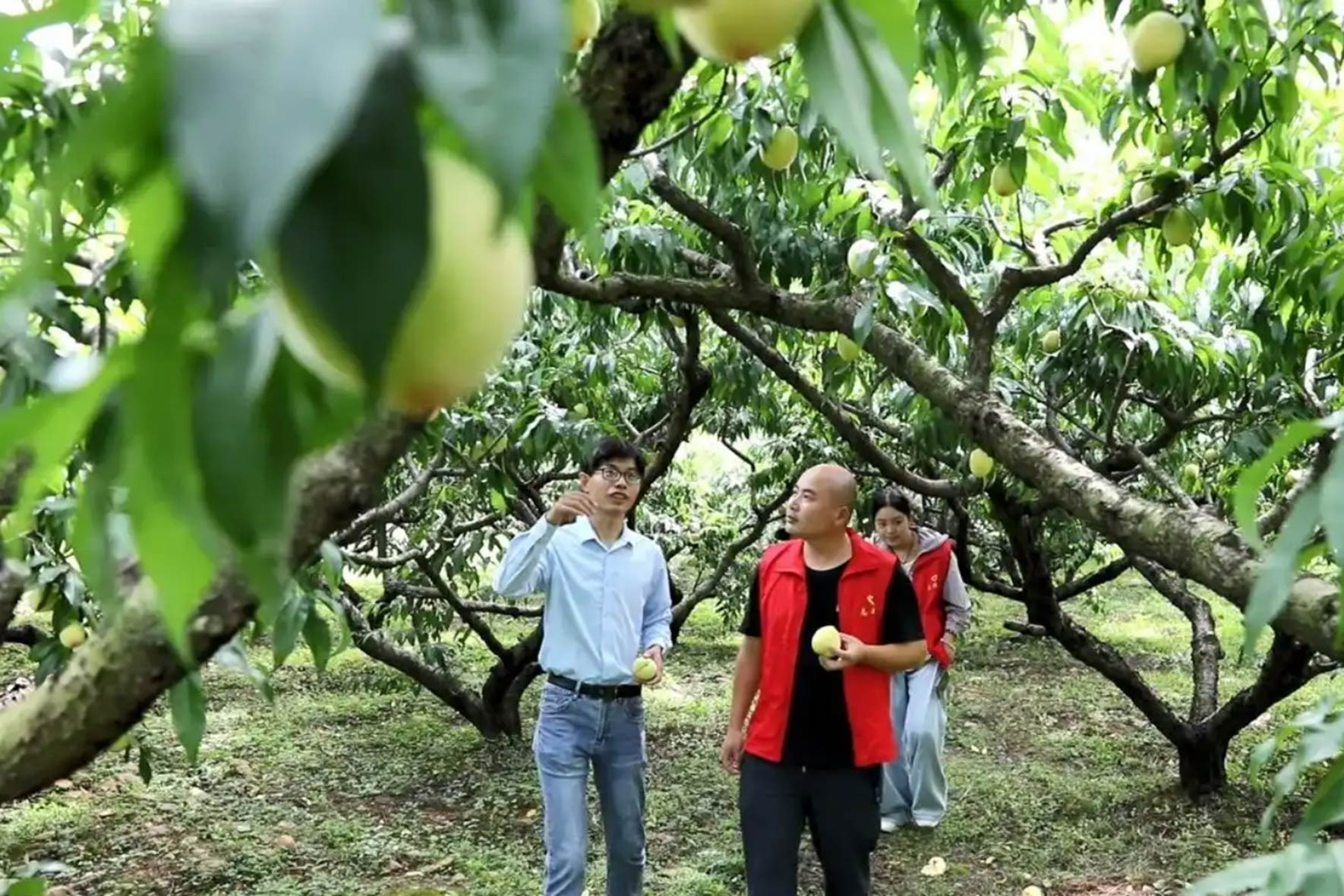 Người trẻ bỏ phố về quê trồng loại quả trong Tây Du Ký, giúp cả làng đổi đời