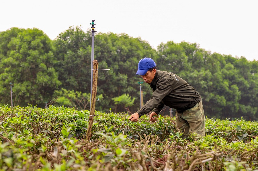 VN1_6066 chè Út.jpg