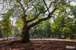 w dat vang tphcm 10 2388.jpg