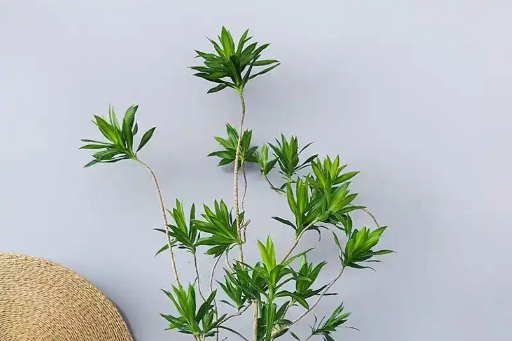 5 loại trúc cát tường mang ý nghĩa phong thuỷ tốt lành