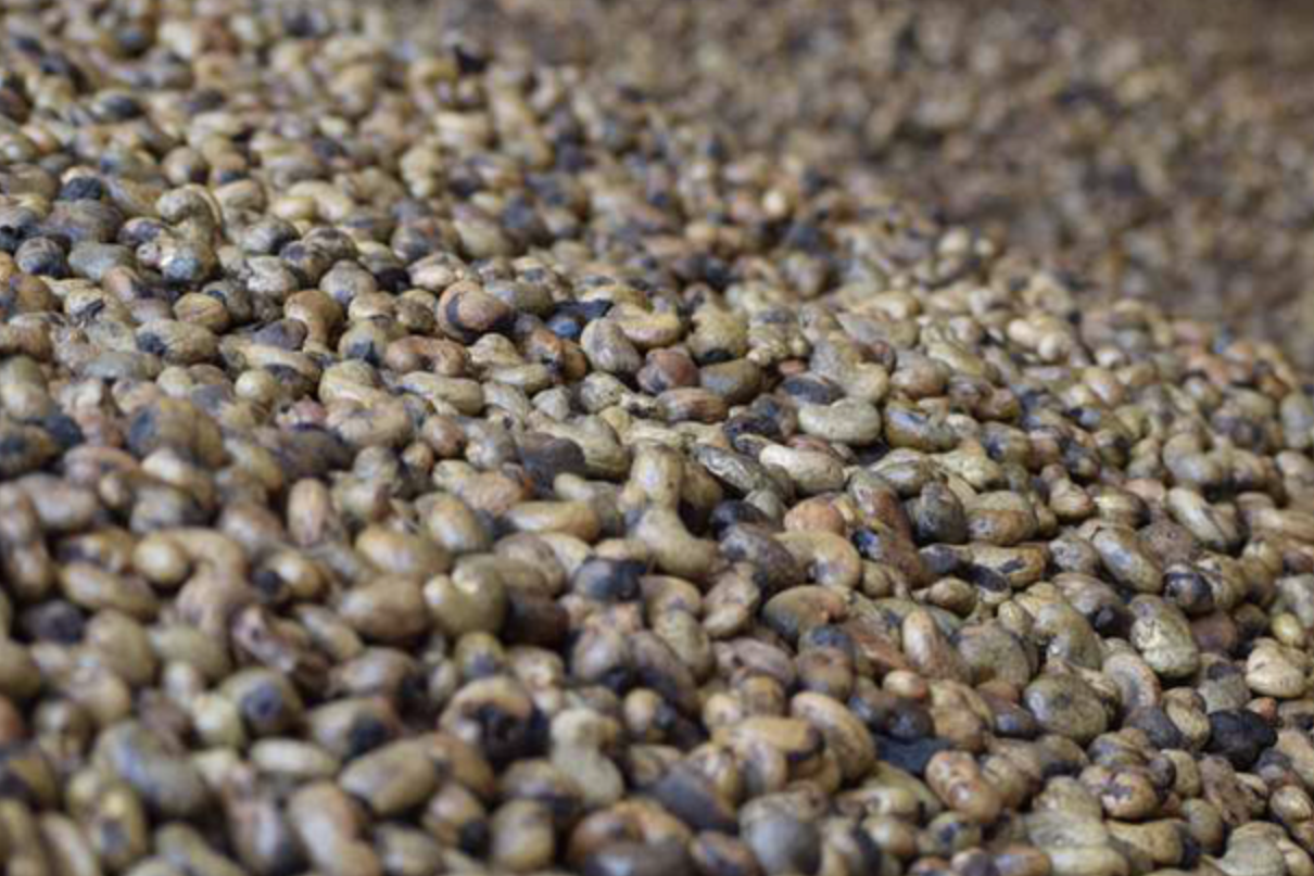 Gần 1 triệu tấn hạt điều Campuchia tràn sang Việt Nam