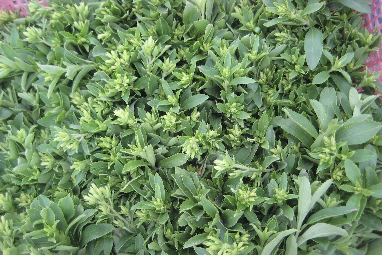 Loại cỏ có vị ngọt gấp 300 lần đường mía, càng uống càng khỏe mạnh