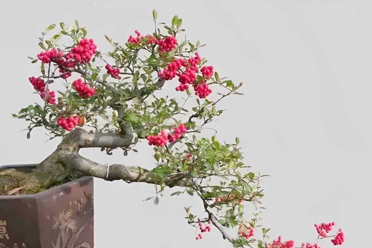 3 loại cây hợp cho người mệnh Hỏa