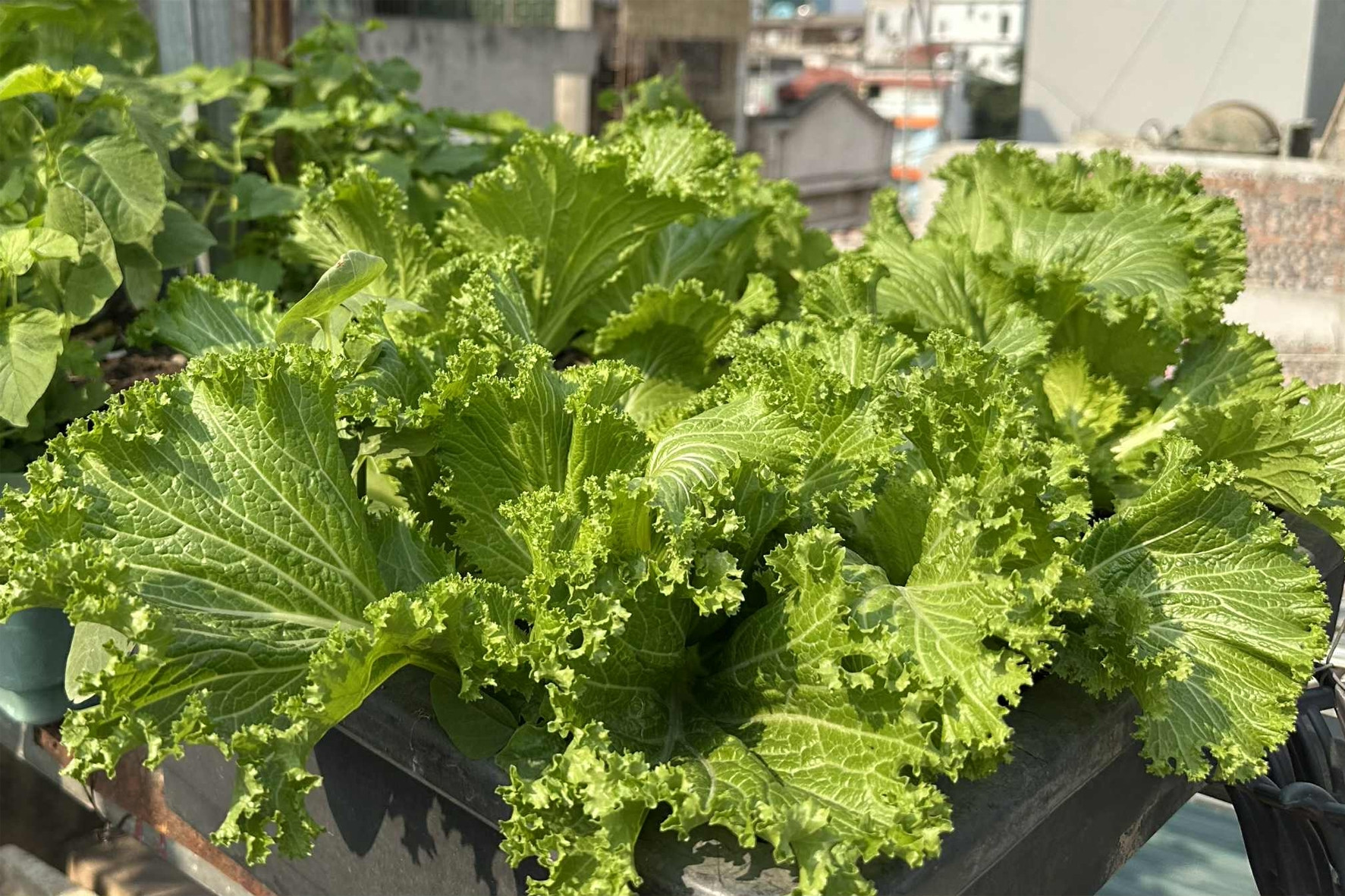 Một loại rau được bác sĩ tim mạch khuyên ăn càng nhiều càng tốt