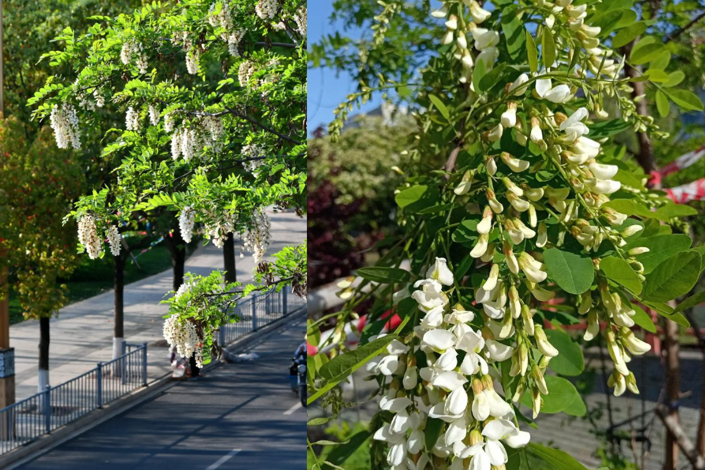 4 loại cây giúp phòng khách sáng, thoáng, mang sinh khí tốt cho gia chủ