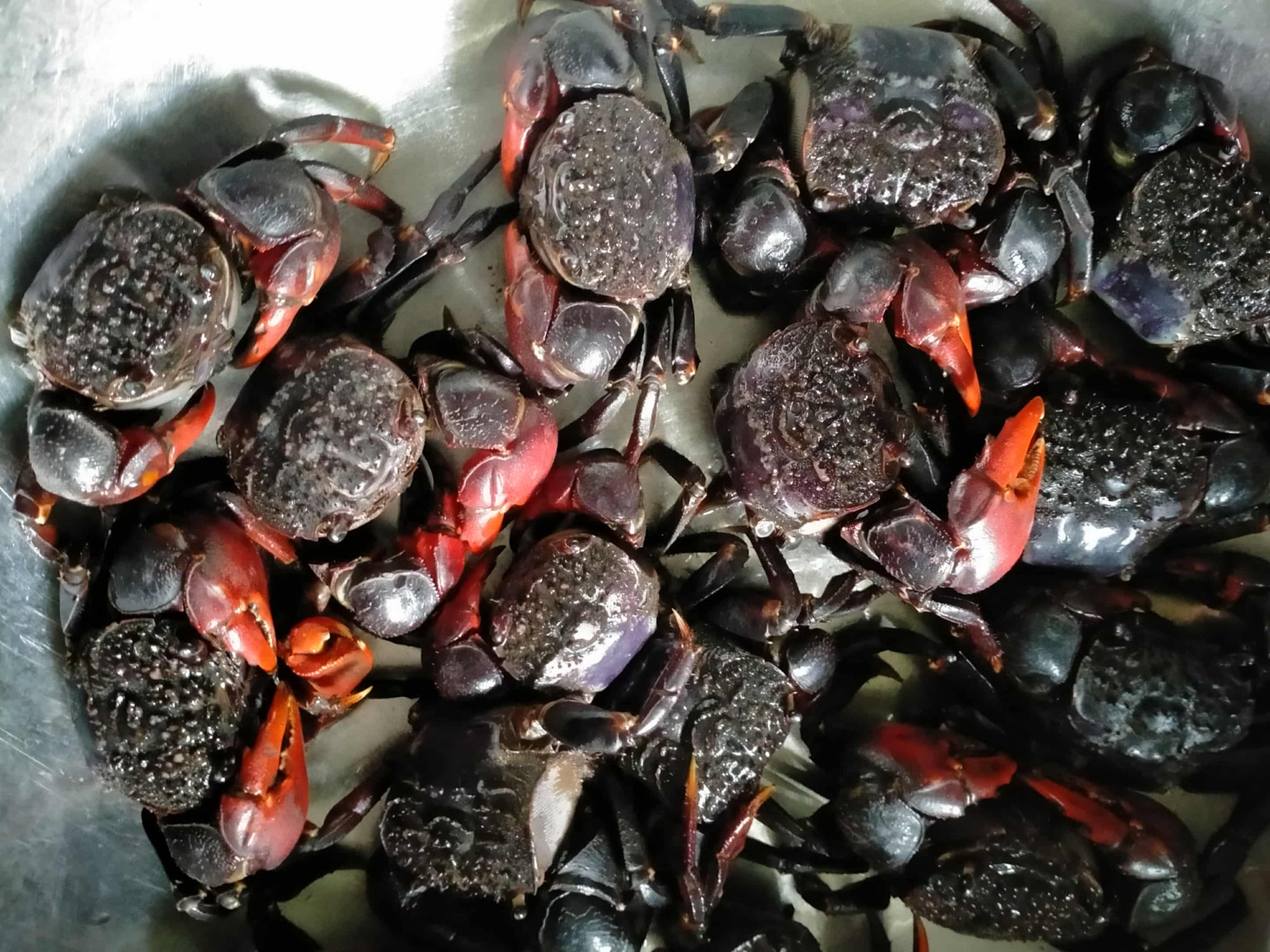 chù ụ rang me Nhiem Nguyen 0.jpg