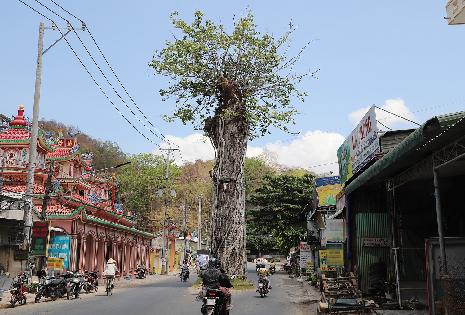 Chuyện về cây dầu hàng trăm tuổi đứng sừng sững giữa đường ở An Giang