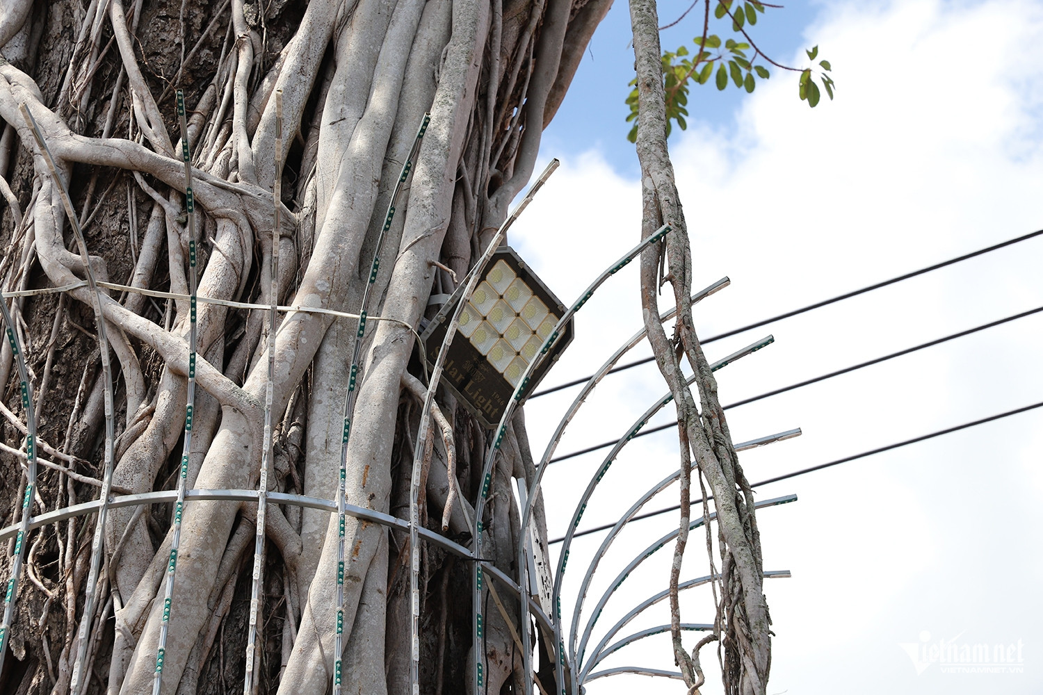 W-cây dầu 1.JPG.jpg