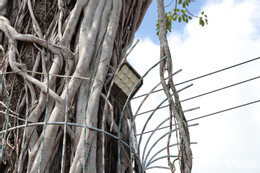 W-cây dầu 1.JPG.jpg