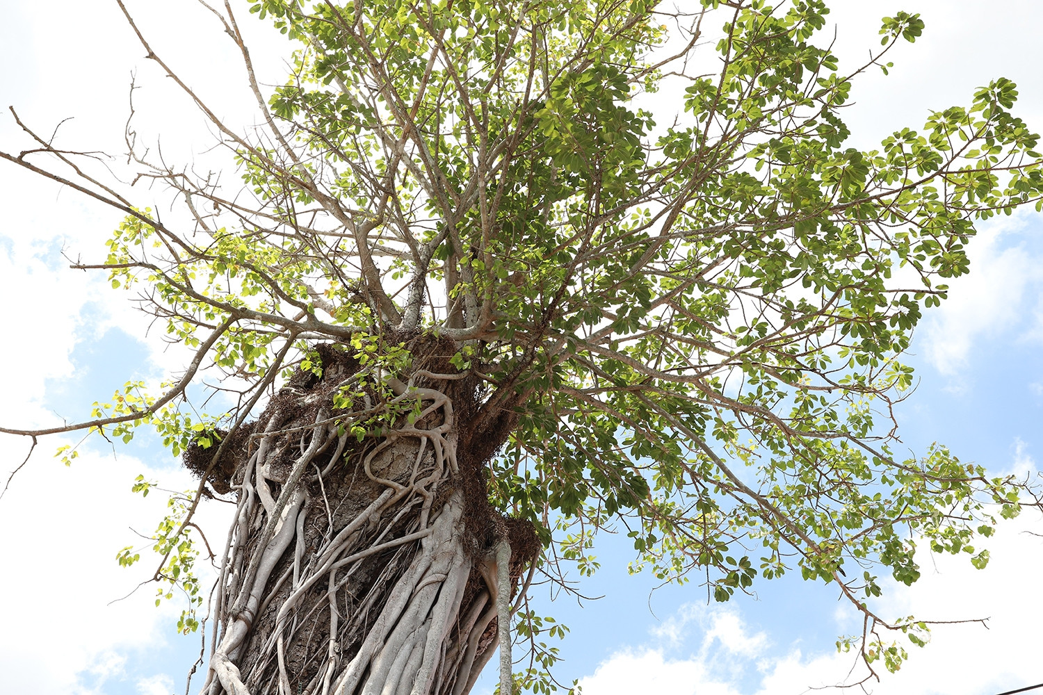 W-cây dầu 2.JPG.jpg