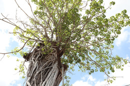 W-cây dầu 2.JPG.jpg