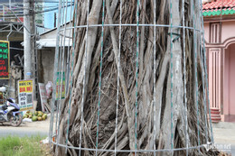 W-cây dầu 6.JPG.jpg