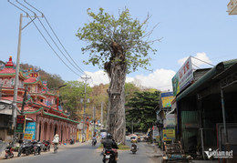 W-cây dầu.JPG.jpg