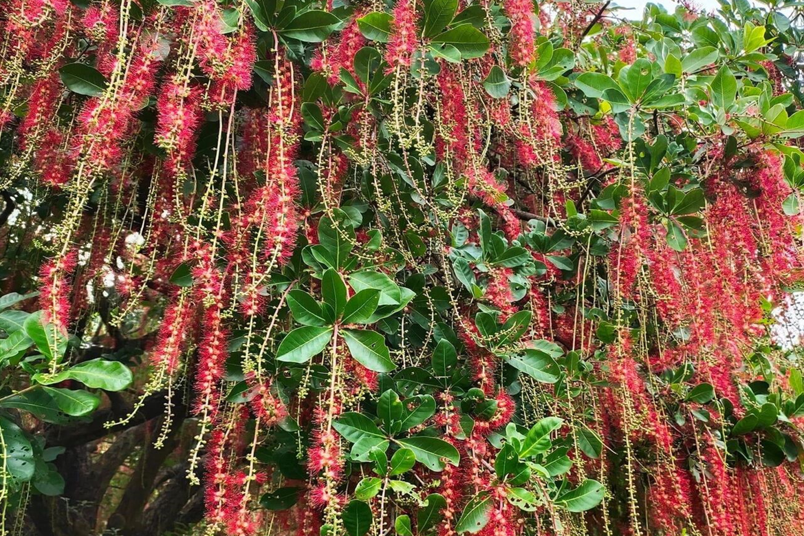 Cây Lộc vừng và ý nghĩa phong thủy trong không gian sống