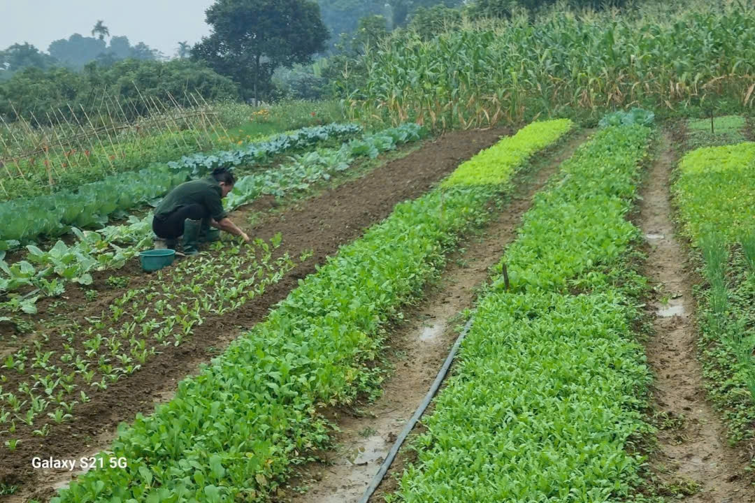 Hải Phòng củng cố nông nghiệp hiện đại, tạo động lực cho nông thôn mới