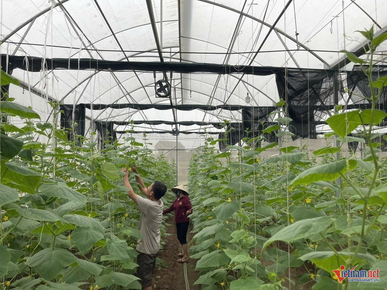 W-anh bai nong dan ha noi.jpg