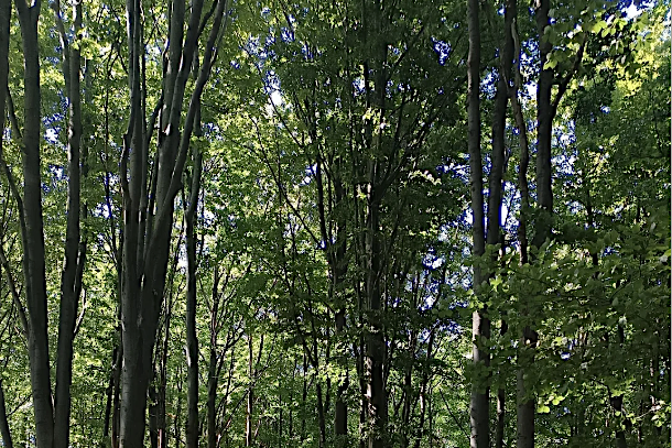 Áp dụng bộ công cụ quản lý dữ liệu và báo cáo tuần tra trong quản lý bảo vệ rừng