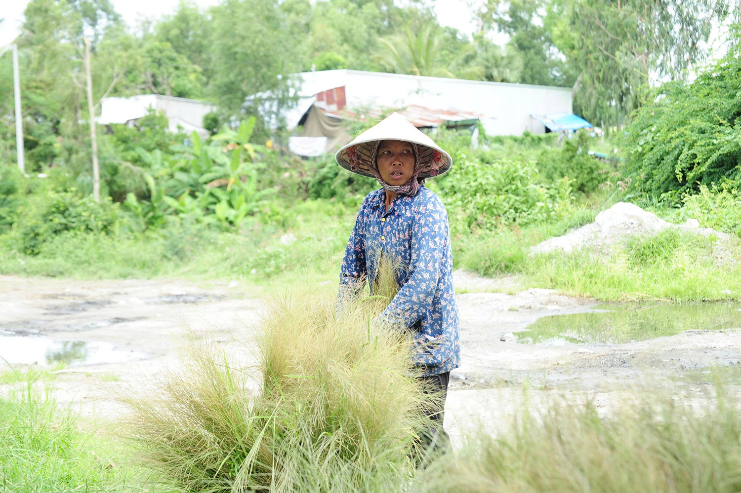 chợ cỏ Ô Lâm 1.jpg