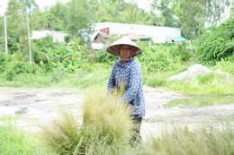 chợ cỏ Ô Lâm 1.jpg