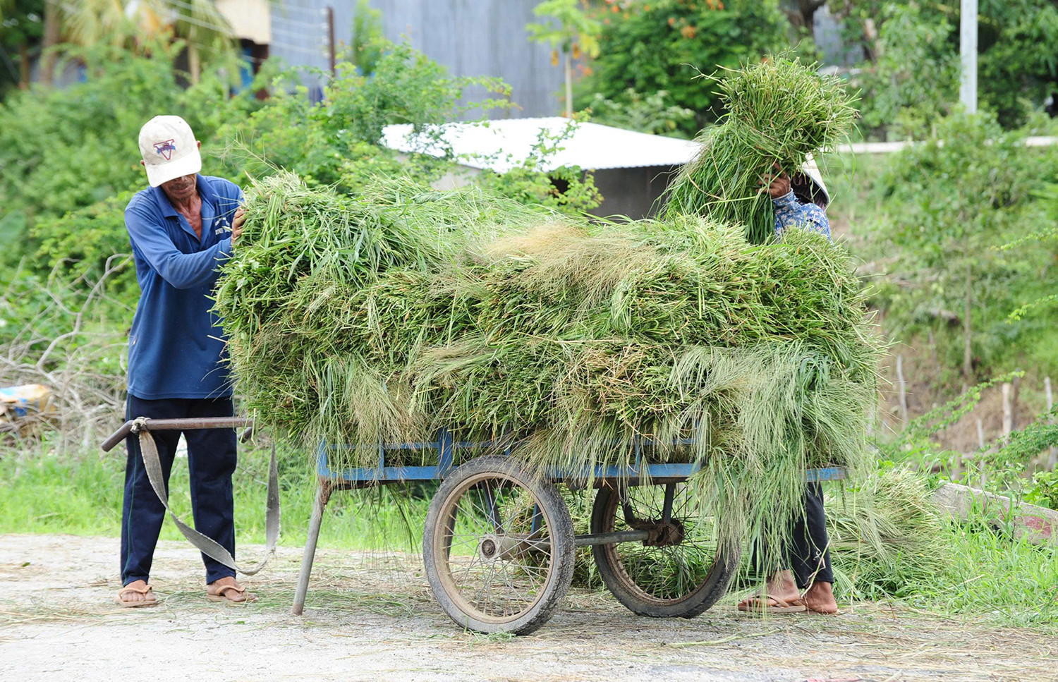 Chợ cỏ Ô Lâm 3.jpg