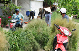 Chợ cỏ Ô Lâm.jpg