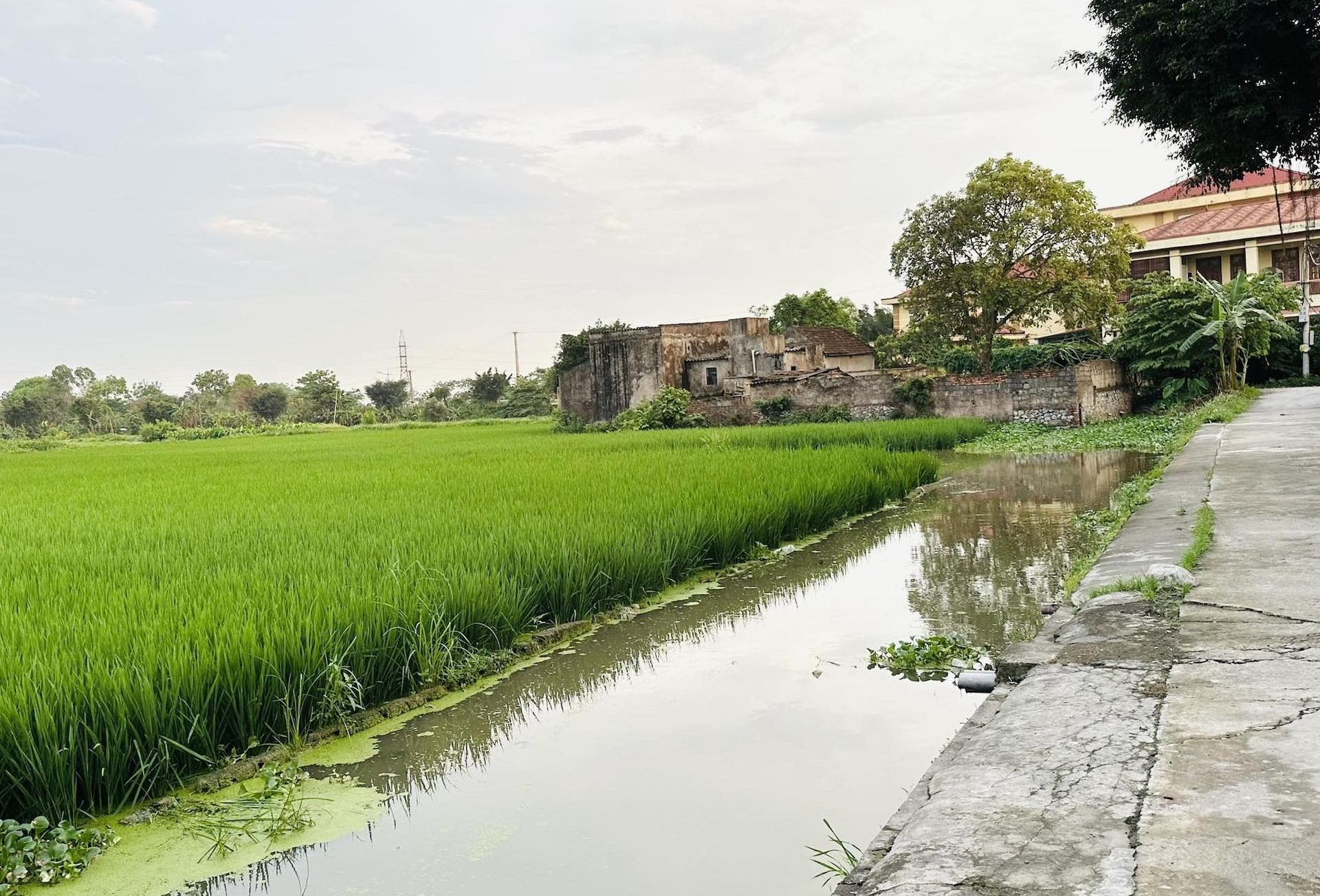 Xây nhà trên đất nông nghiệp bị thu hồi sổ đỏ: Có làm lại sổ được không?