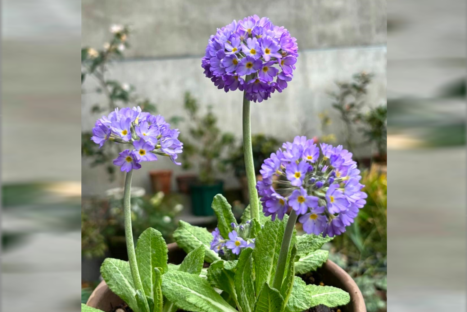 Loài hoa vừa đẹp vừa ‘hút tài’, đặc biệt hợp người mệnh Thổ và Kim