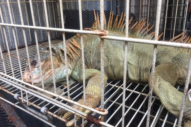 Phát hiện cơ sở không số nuôi nhốt trái phép 75 con rồng Nam Mỹ