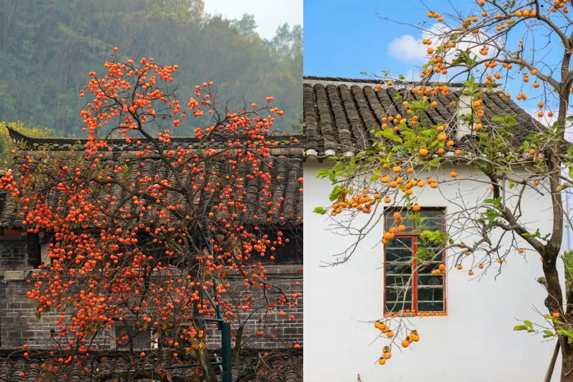 Loài cây có từ 3.000 năm trước được giới nhà giàu săn trồng