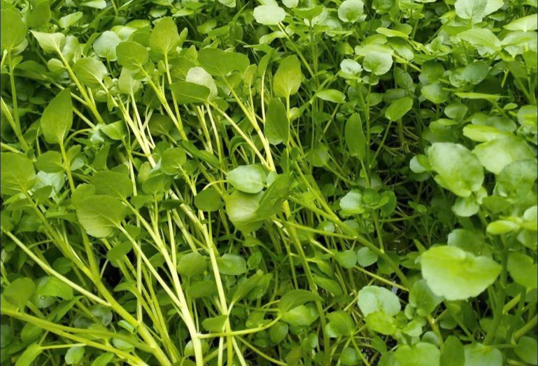 Loại rau tốt cho tim mạch nhưng 4 nhóm người không nên ăn