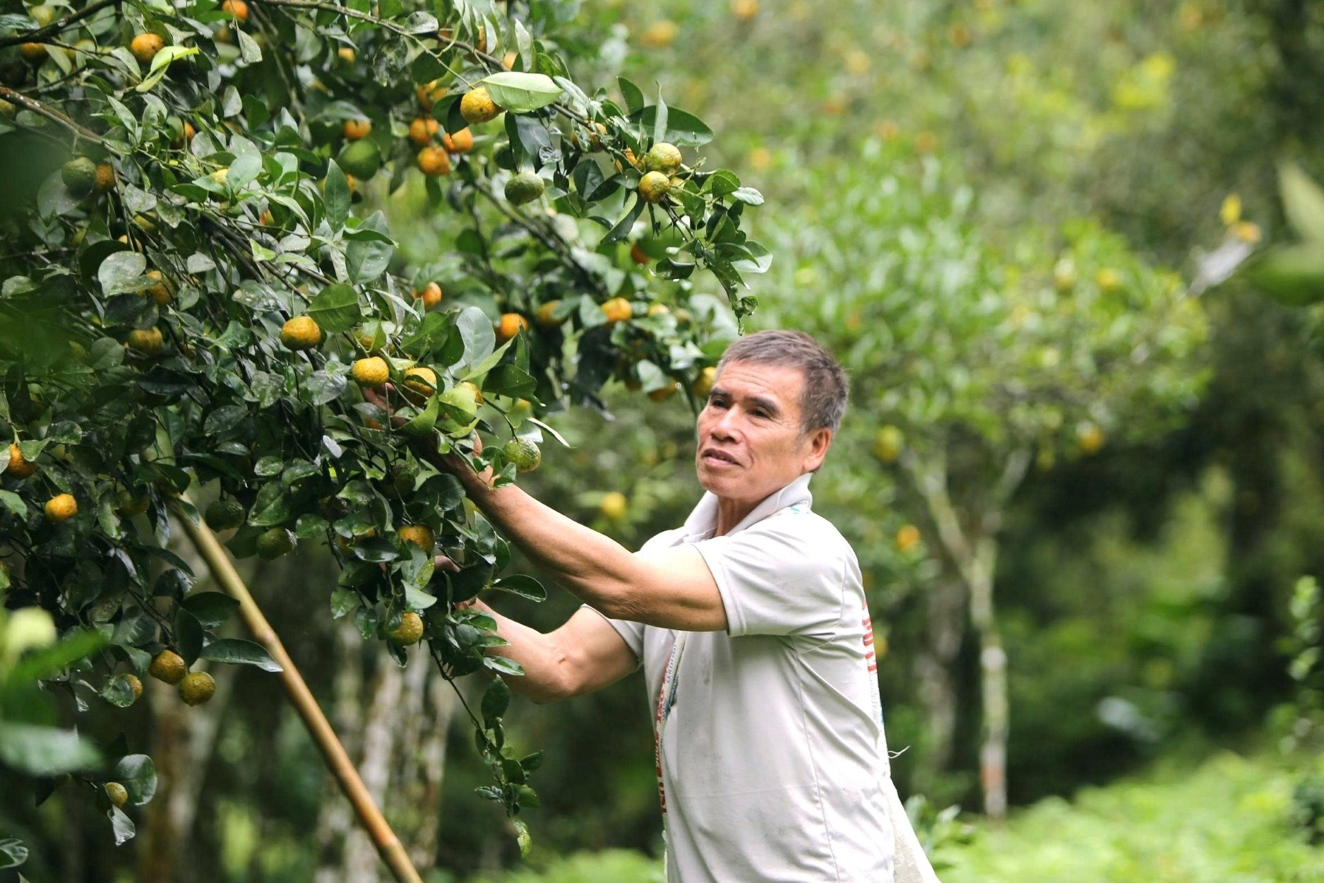 Những gốc cam, quýt 25 năm tuổi trĩu quả giữa thung lũng Pù Luông