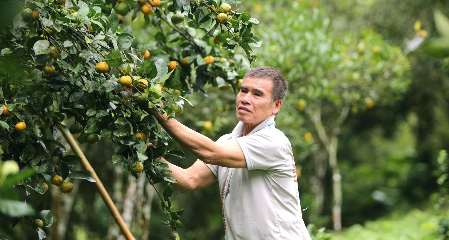 Những gốc cam, quýt 25 năm tuổi trĩu quả giữa thung lũng Pù Luông