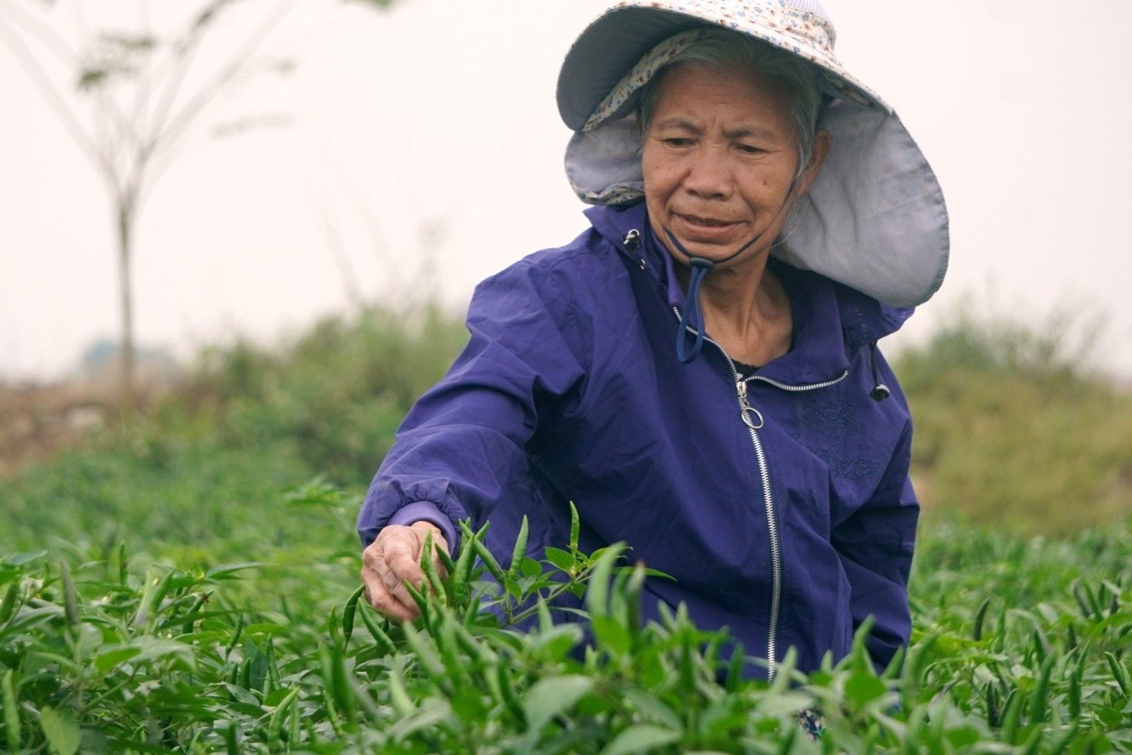 Ớt được mùa, được giá, nông dân Thanh Hóa dựng chòi canh suốt đêm