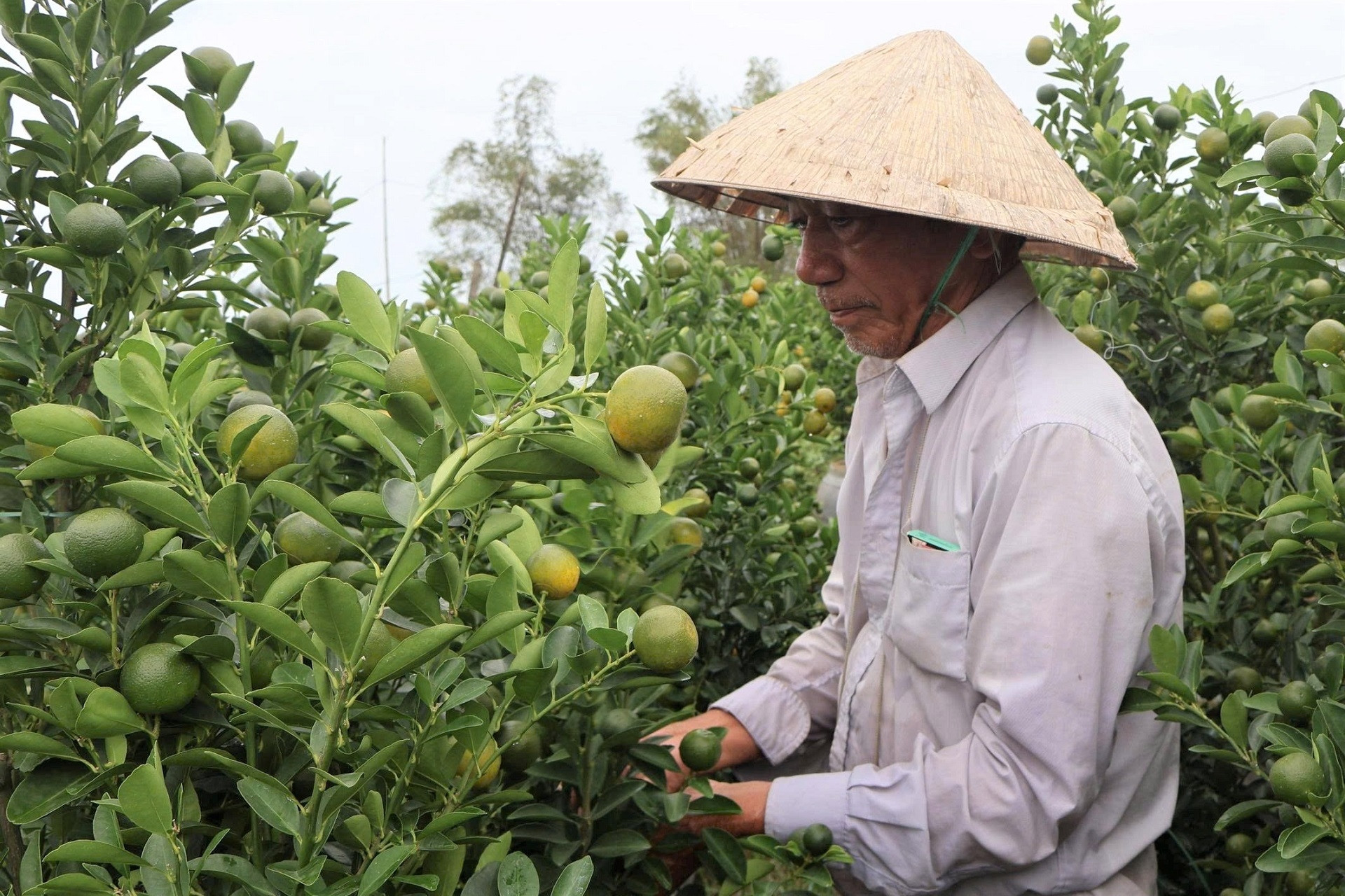 Thủ phủ quất cảnh miền Trung lao đao, nguy cơ thất thu lớn vụ Tết 2026