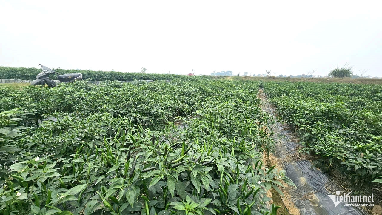 W-a1Giá ớt hơn 100 nghìn đồng.jpg