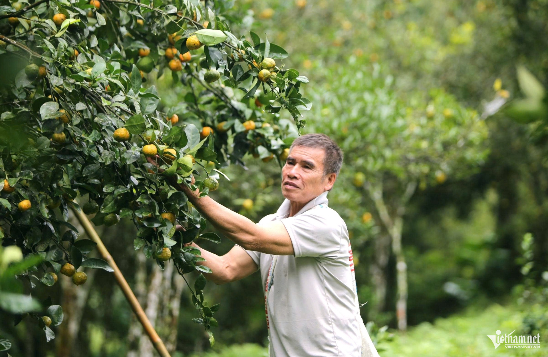 W-a1Những gốc cam 25 năm tuổi.jpg