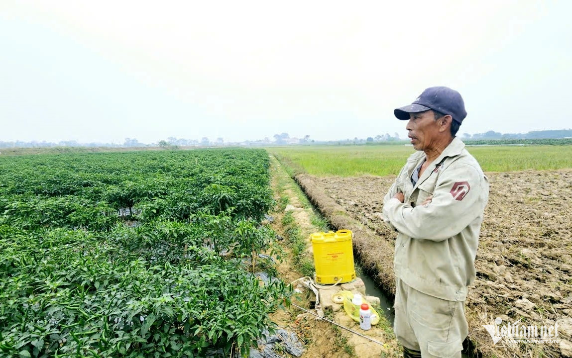 W-a2Giá ớt hơn 100 nghìn đồng.jpg