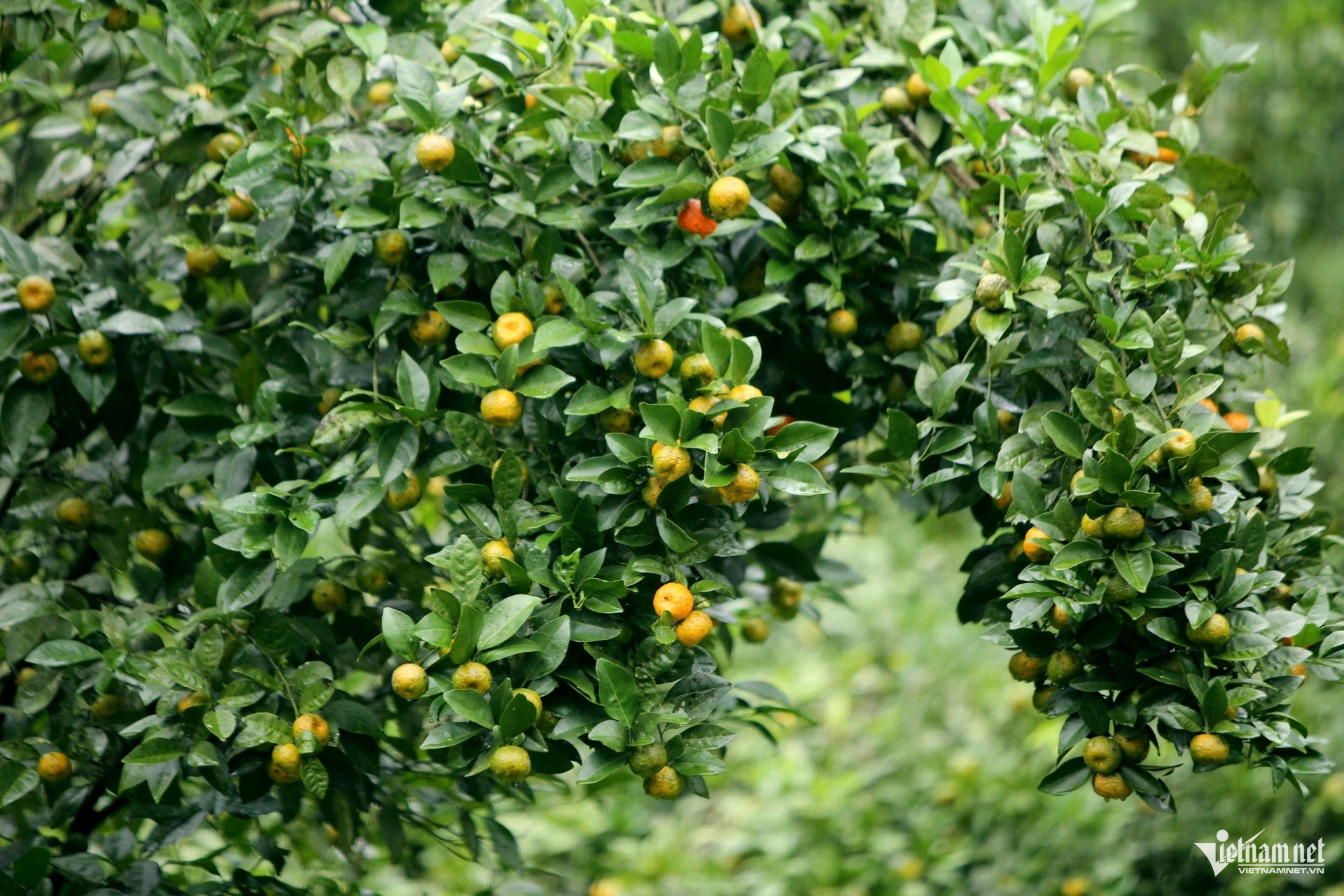 W-a2Những gốc cam 25 năm tuổi.jpg