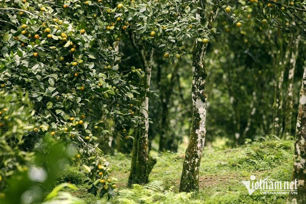 W-a3Những gốc cam 25 năm tuổi.jpg