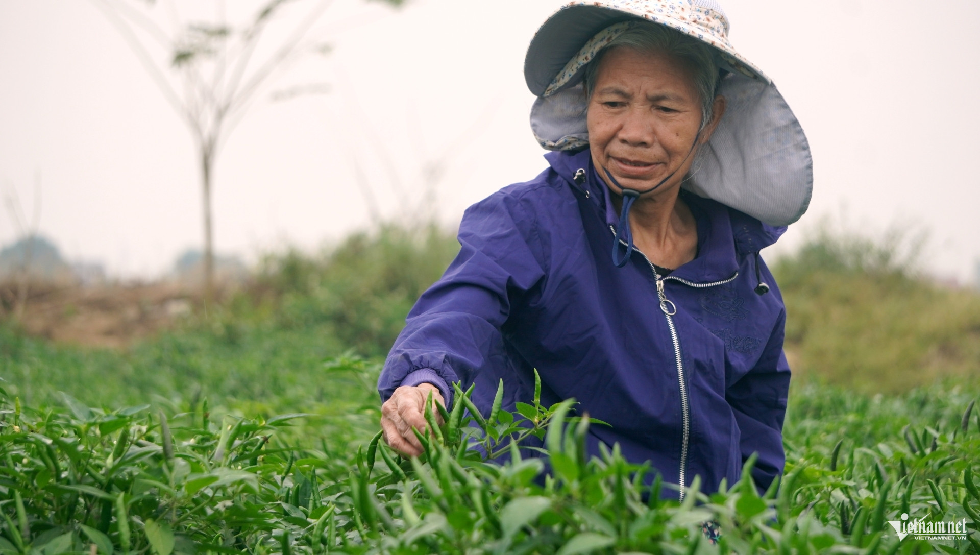 W-a4Giá ớt hơn 100 nghìn đồng.JPG.jpg