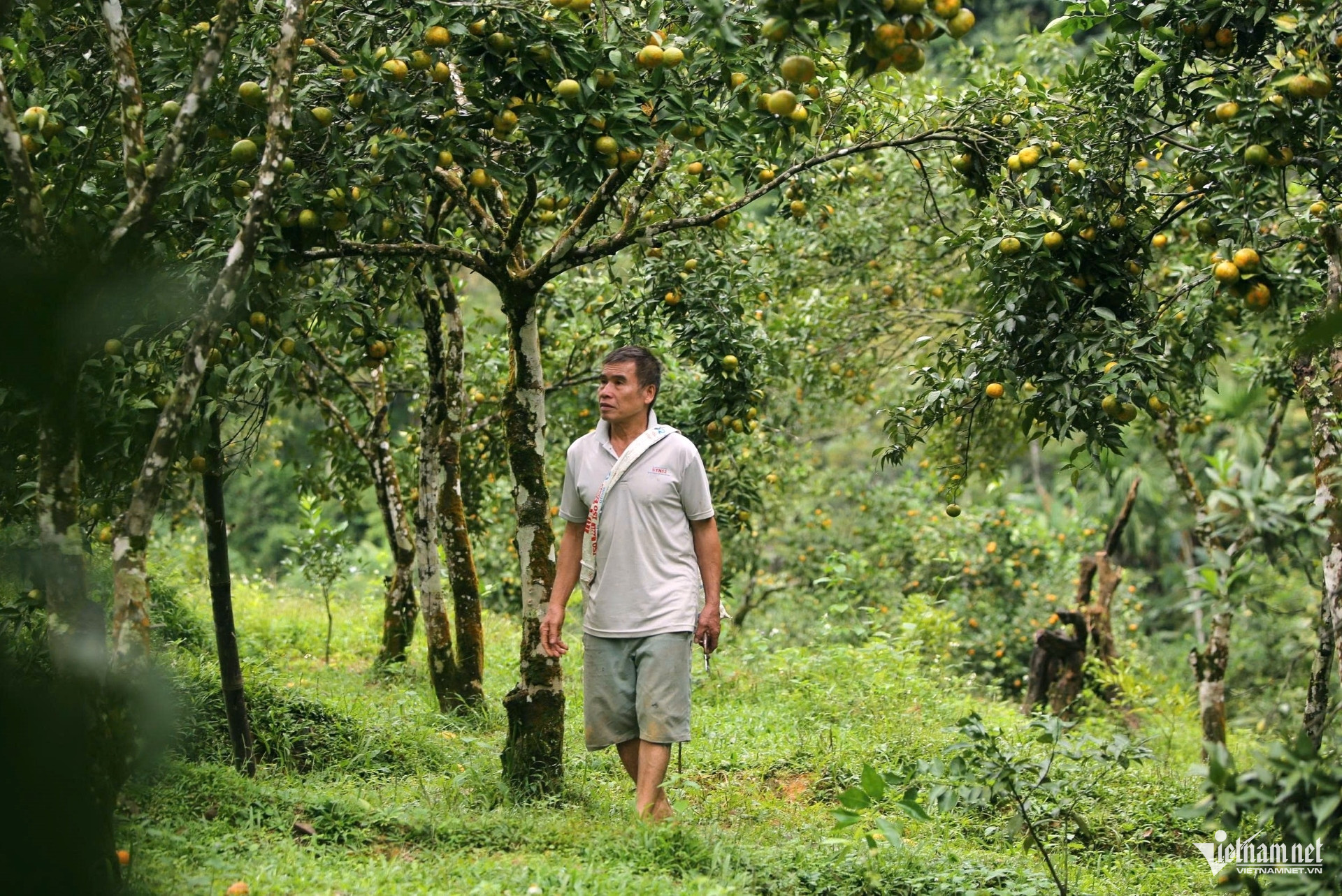 W-a4Những gốc cam 25 năm tuổi.jpg