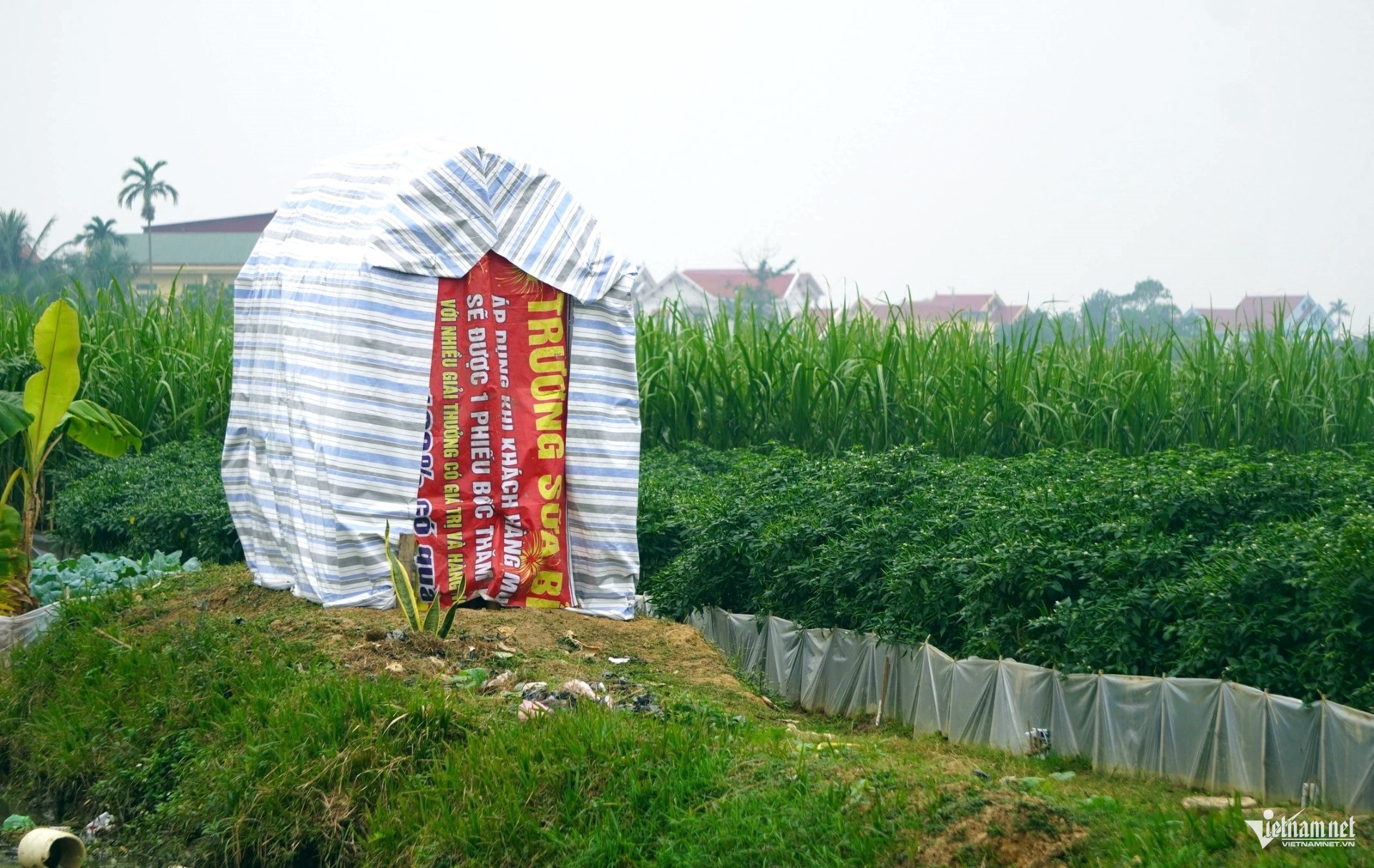 W-a5Giá ớt hơn 100 nghìn đồng.jpg