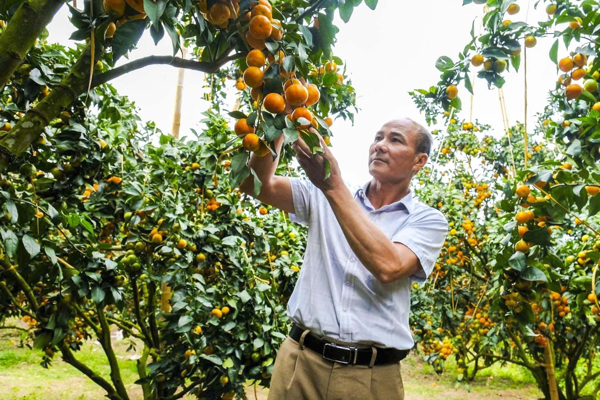 Bỏ vải thiều trồng cam, bưởi VietGAP, nông dân Bắc Ninh thu tiền tỷ