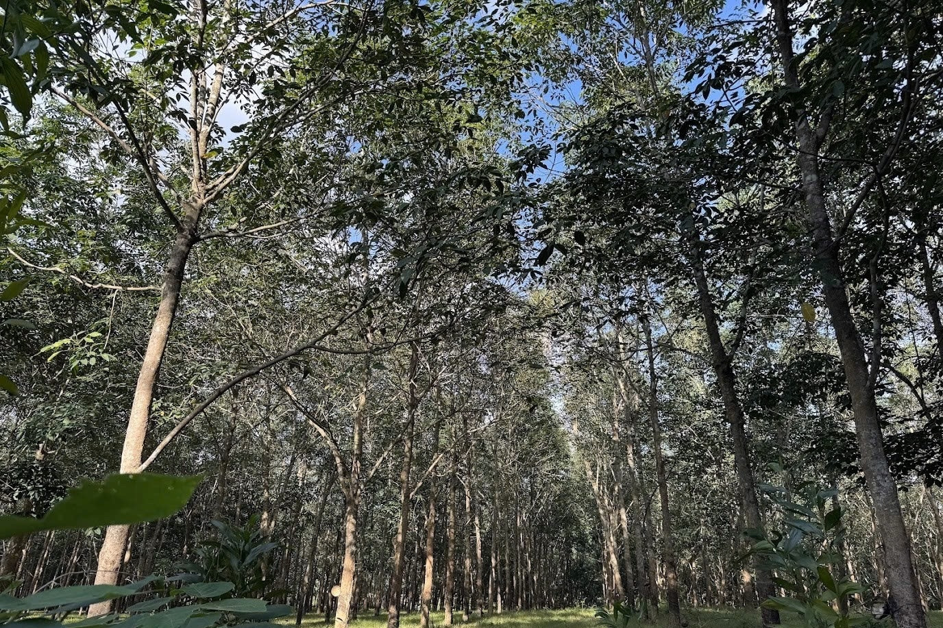 Quảng Ngãi chủ động phòng cháy, chữa cháy rừng trước nguy cơ nắng nóng