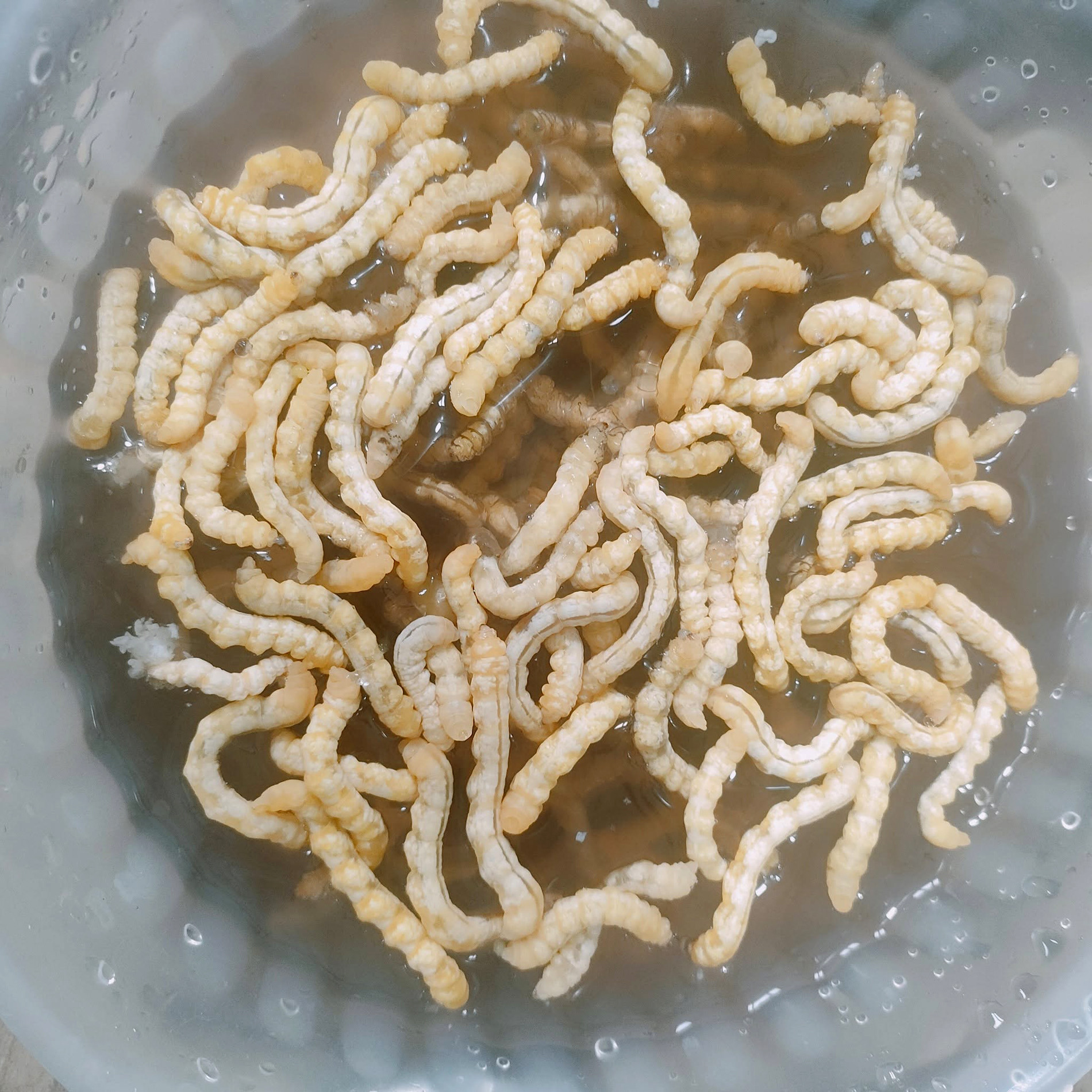 sâu chít băng tâm.jpg